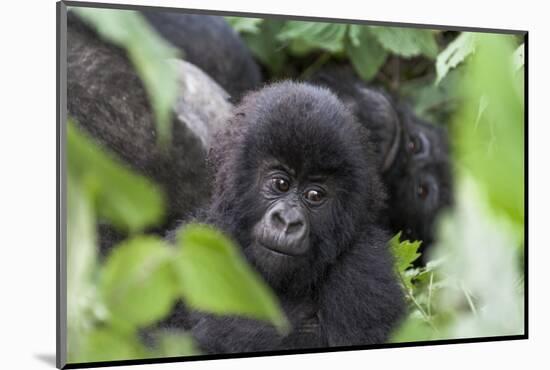 Africa, Rwanda, Volcanoes National Park. Young mountain gorilla portrait.-Ellen Goff-Mounted Photographic Print