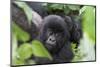 Africa, Rwanda, Volcanoes National Park. Young mountain gorilla portrait.-Ellen Goff-Mounted Photographic Print