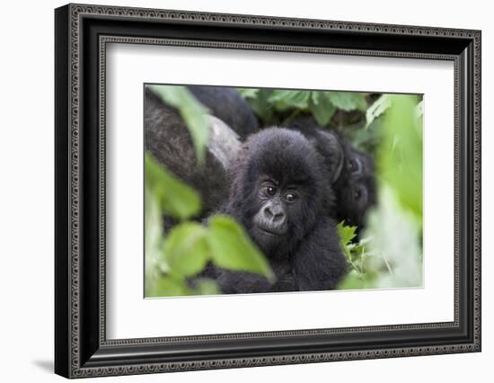 Africa, Rwanda, Volcanoes National Park. Young mountain gorilla portrait.-Ellen Goff-Framed Photographic Print