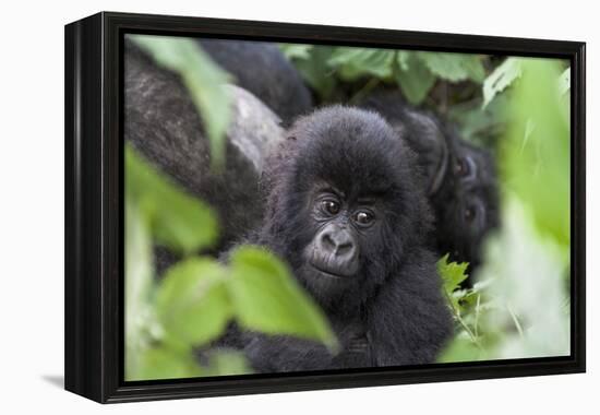 Africa, Rwanda, Volcanoes National Park. Young mountain gorilla portrait.-Ellen Goff-Framed Premier Image Canvas