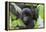 Africa, Rwanda, Volcanoes National Park. Young mountain gorilla portrait.-Ellen Goff-Framed Premier Image Canvas