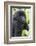 Africa, Rwanda, Volcanoes National Park. Young mountain gorilla portrait.-Ellen Goff-Framed Photographic Print