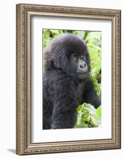 Africa, Rwanda, Volcanoes National Park. Young mountain gorilla portrait.-Ellen Goff-Framed Photographic Print