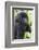 Africa, Rwanda, Volcanoes National Park. Young mountain gorilla portrait.-Ellen Goff-Framed Photographic Print