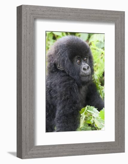 Africa, Rwanda, Volcanoes National Park. Young mountain gorilla portrait.-Ellen Goff-Framed Photographic Print