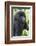 Africa, Rwanda, Volcanoes National Park. Young mountain gorilla portrait.-Ellen Goff-Framed Photographic Print