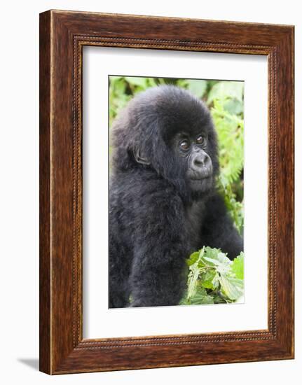 Africa, Rwanda, Volcanoes National Park. Young mountain gorilla portrait.-Ellen Goff-Framed Photographic Print