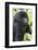 Africa, Rwanda, Volcanoes National Park. Young mountain gorilla portrait.-Ellen Goff-Framed Photographic Print