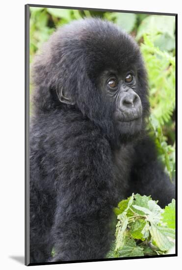 Africa, Rwanda, Volcanoes National Park. Young mountain gorilla portrait.-Ellen Goff-Mounted Photographic Print