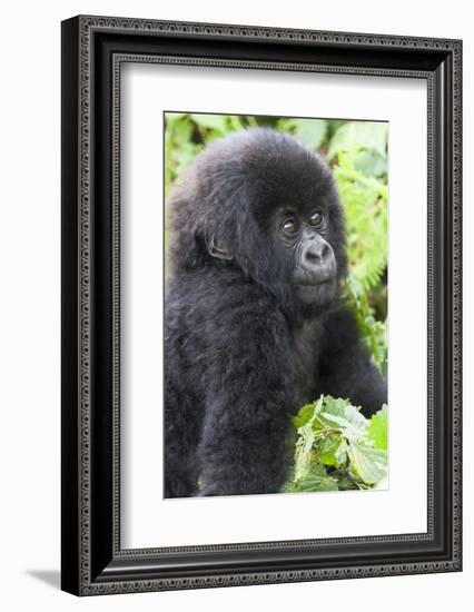 Africa, Rwanda, Volcanoes National Park. Young mountain gorilla portrait.-Ellen Goff-Framed Photographic Print