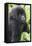 Africa, Rwanda, Volcanoes National Park. Young mountain gorilla portrait.-Ellen Goff-Framed Premier Image Canvas