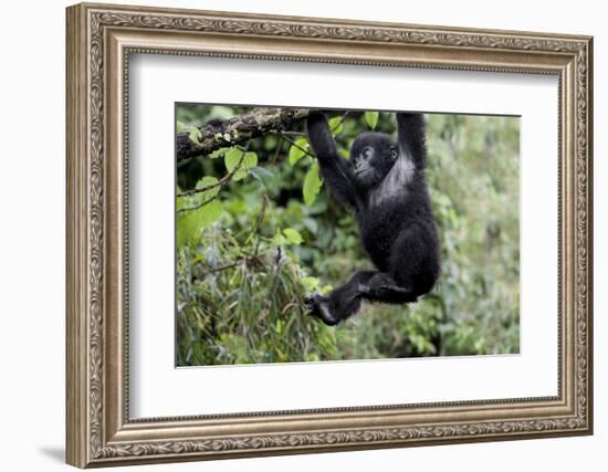 Africa, Rwanda, Volcanoes National Park. Young mountain gorilla swinging from a branch.-Ellen Goff-Framed Photographic Print