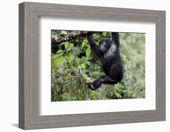 Africa, Rwanda, Volcanoes National Park. Young mountain gorilla swinging from a branch.-Ellen Goff-Framed Photographic Print