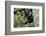 Africa, Rwanda, Volcanoes National Park. Young mountain gorilla swinging from a branch.-Ellen Goff-Framed Photographic Print