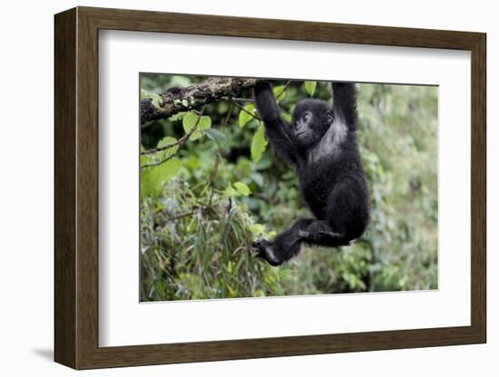 Africa, Rwanda, Volcanoes National Park. Young mountain gorilla swinging from a branch.-Ellen Goff-Framed Photographic Print