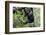 Africa, Rwanda, Volcanoes National Park. Young mountain gorilla swinging from a branch.-Ellen Goff-Framed Photographic Print