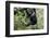 Africa, Rwanda, Volcanoes National Park. Young mountain gorilla swinging from a branch.-Ellen Goff-Framed Photographic Print