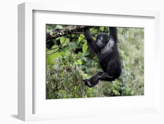 Africa, Rwanda, Volcanoes National Park. Young mountain gorilla swinging from a branch.-Ellen Goff-Framed Photographic Print