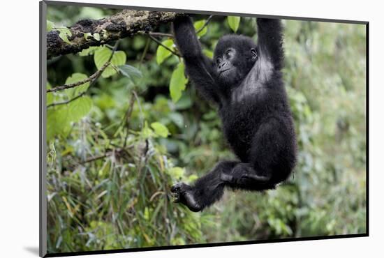 Africa, Rwanda, Volcanoes National Park. Young mountain gorilla swinging from a branch.-Ellen Goff-Mounted Photographic Print