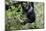 Africa, Rwanda, Volcanoes National Park. Young mountain gorilla swinging from a branch.-Ellen Goff-Mounted Photographic Print