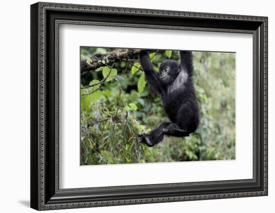 Africa, Rwanda, Volcanoes National Park. Young mountain gorilla swinging from a branch.-Ellen Goff-Framed Photographic Print