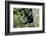 Africa, Rwanda, Volcanoes National Park. Young mountain gorilla swinging from a branch.-Ellen Goff-Framed Photographic Print