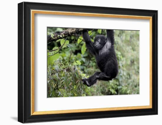 Africa, Rwanda, Volcanoes National Park. Young mountain gorilla swinging from a branch.-Ellen Goff-Framed Photographic Print