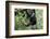 Africa, Rwanda, Volcanoes National Park. Young mountain gorilla swinging from a branch.-Ellen Goff-Framed Photographic Print