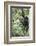 Africa, Rwanda, Volcanoes National Park. Young mountain gorilla swinging from a branch.-Ellen Goff-Framed Photographic Print