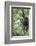 Africa, Rwanda, Volcanoes National Park. Young mountain gorilla swinging from a branch.-Ellen Goff-Framed Photographic Print