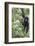 Africa, Rwanda, Volcanoes National Park. Young mountain gorilla swinging from a branch.-Ellen Goff-Framed Photographic Print