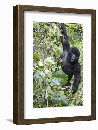 Africa, Rwanda, Volcanoes National Park. Young mountain gorilla swinging from a branch.-Ellen Goff-Framed Photographic Print