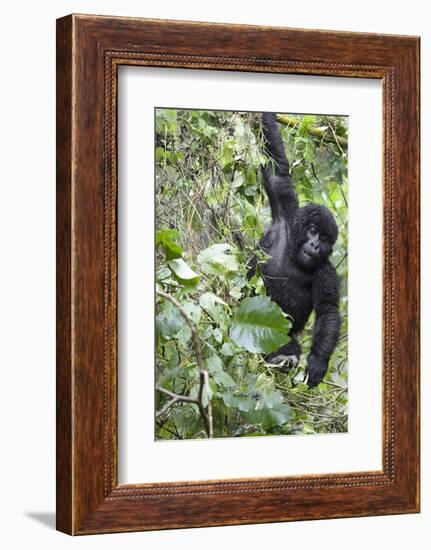 Africa, Rwanda, Volcanoes National Park. Young mountain gorilla swinging from a branch.-Ellen Goff-Framed Photographic Print