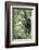 Africa, Rwanda, Volcanoes National Park. Young mountain gorilla swinging from a branch.-Ellen Goff-Framed Photographic Print