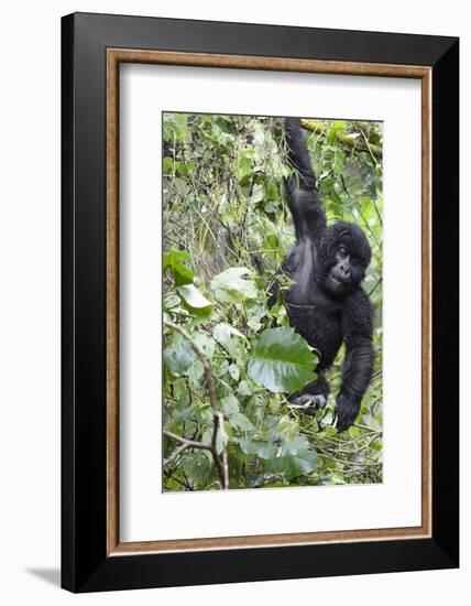 Africa, Rwanda, Volcanoes National Park. Young mountain gorilla swinging from a branch.-Ellen Goff-Framed Photographic Print