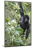 Africa, Rwanda, Volcanoes National Park. Young mountain gorilla swinging from a branch.-Ellen Goff-Mounted Photographic Print