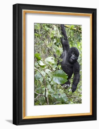 Africa, Rwanda, Volcanoes National Park. Young mountain gorilla swinging from a branch.-Ellen Goff-Framed Photographic Print