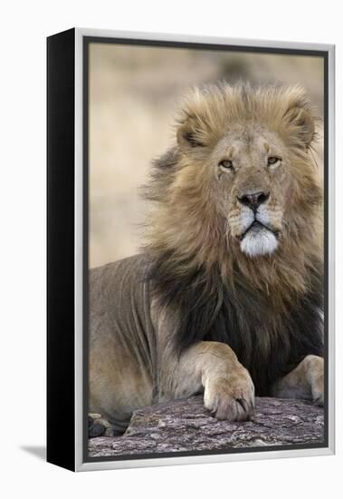 Africa's King-Susann Parker-Framed Premier Image Canvas