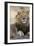 Africa's King-Susann Parker-Framed Photographic Print