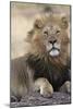 Africa's King-Susann Parker-Mounted Photographic Print