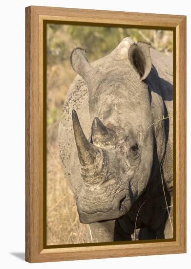 Africa, South Africa. Close-Up of Rhinoceros-Jaynes Gallery-Framed Premier Image Canvas