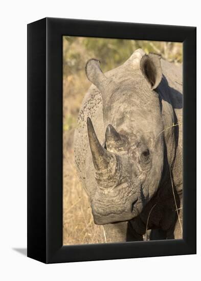 Africa, South Africa. Close-Up of Rhinoceros-Jaynes Gallery-Framed Premier Image Canvas