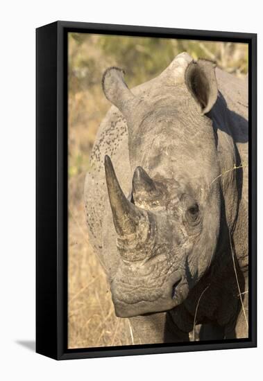 Africa, South Africa. Close-Up of Rhinoceros-Jaynes Gallery-Framed Premier Image Canvas