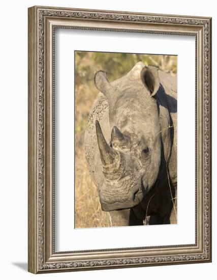 Africa, South Africa. Close-Up of Rhinoceros-Jaynes Gallery-Framed Photographic Print