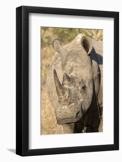 Africa, South Africa. Close-Up of Rhinoceros-Jaynes Gallery-Framed Photographic Print