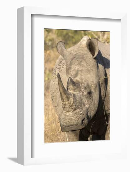 Africa, South Africa. Close-Up of Rhinoceros-Jaynes Gallery-Framed Photographic Print