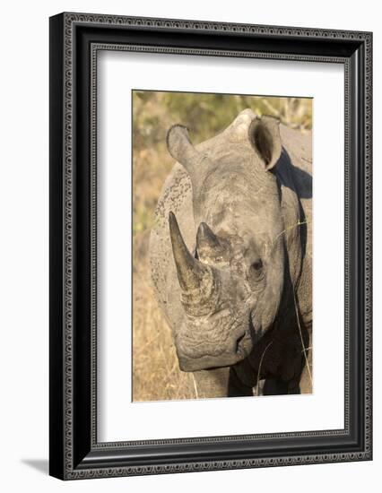 Africa, South Africa. Close-Up of Rhinoceros-Jaynes Gallery-Framed Photographic Print