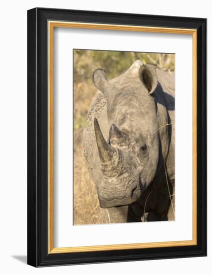 Africa, South Africa. Close-Up of Rhinoceros-Jaynes Gallery-Framed Photographic Print