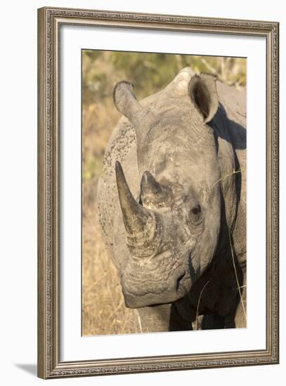 Africa, South Africa. Close-Up of Rhinoceros-Jaynes Gallery-Framed Photographic Print