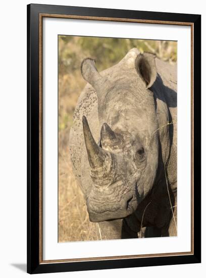 Africa, South Africa. Close-Up of Rhinoceros-Jaynes Gallery-Framed Photographic Print